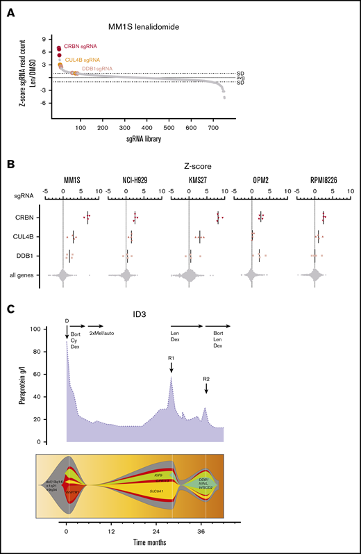 CRISPR-Cas9 screens in lenalidomide-treated MM cell lines. (A) sgRNA waterfallplot of MM1S cells treated with 1µM lenalidomide. (B) Significant his per cell line ranked by sgRNA z-score. (C) Clinical course (treatment schedule and paraprotein) of patient 3 and clonal evolution of mutations during sequential treatments. Arrows indicate collection of BM biopsy (auto, autologous stem cell transplantation; Bort, bortezomib; Cy, cyclophosphamide).
