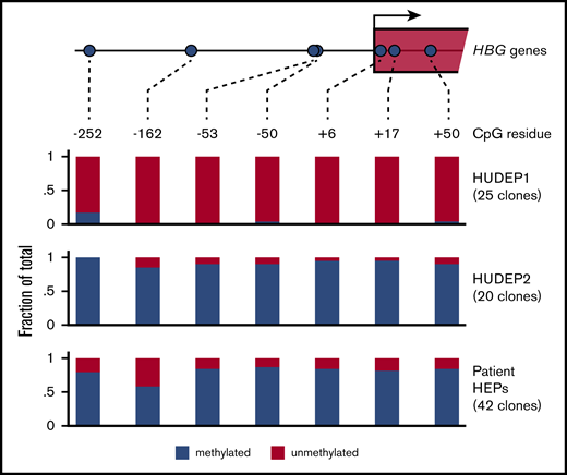 DNA methylation of the HBG1/2 promoters. Genomic DNA was isolated from HUDEP1 and HUDEP2 cells and patient-derived HEPs. DNA methylation of the HBG1/2 promoters was analyzed by bisulfite sequencing. The number of clones sequenced for each bisulfite-converted DNA sample is indicated.