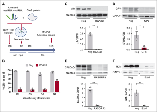 Efficient CRISPR/Cas9 deletions of platelet function genes are maintained in CD34+-derived MKs. (A) Overview of strategy. CD34+ cells isolated from cord blood were transfected on day 5 (D5) (unless otherwise noted) with RNP complexes containing tracrRNA, gene targeting crRNA, and Cas9 protein. MK assays, including assays normally used to measure platelet (PLT) functional responses, were performed on day 13 of culture. (B) CD34+ cells were transfected on different days of culture with negative (Neg) control or ITGA2B crRNA. Surface expression of αIIb (% CD41+ cells; see Figure 2B for gating) was measured by flow cytometry on day 13 MKs. (C-F) Western blot and densitometry analysis of proteins on day 13 MKs after targeting by negative control or the indicated gene specific CRISPR on day 5. Data are presented as mean ± standard error of the mean (SEM) (3 independent cords per group). Unpaired Student t test: *P < .05; **P < .01; ***P < .001. CalDAG, calcium diacylglycerol; GAPDH, glyceraldehyde 3-phosphate dehydrogenase.