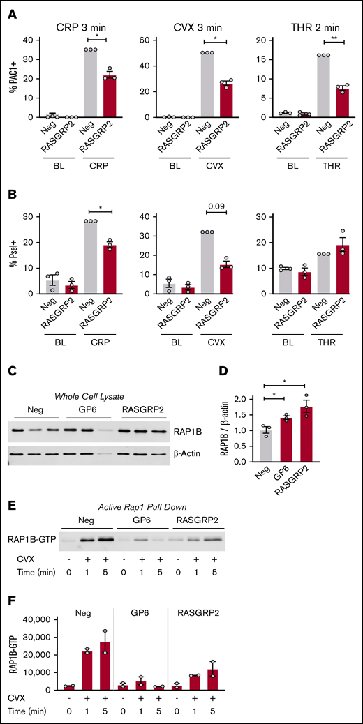 Integrin activation, P-selectin exposure, and RAP1 activation of RASGRP2 KO MKs in response to short treatment with platelet agonists. (A-B) Day 13 RASGRP2 CRISPR KO and control MKs were treated for 2 minutes with thrombin (THR, 1 U/mL) or 3 minutes with convulxin (CVX, 2 μg/mL) or CRP (2 μg/mL), stained for activated αIIb/β3 (PAC-1) and P-selectin, and analyzed by flow cytometry according to the gating strategy described in the legend for Figure 2B. Normalized mean ± SEM summaries of % PAC-1–positive MKs (A) or % P-selectin–positive MKs (B) (3 independent cords per group). (C-D) Western blot and densitometry analysis of total RAP1B protein in control and GP6 or RASGRP2 KO MKs (3 independent cords per group). One-way analysis of variance (ANOVA) with Dunnett’s adjustment for multiple comparisons. (E) RAP1-GTP was precipitated from equal numbers of negative control, GP6, or RASGRP2 KO MKs activated with convulxin, lysed at the time points indicated, and analyzed by western blot. Shown is a representative of 2 independent experiments from 2 different cords, which are summarized by the densitometry analysis in panel F. Paired Student t tests: *P < .05; **P < .01.