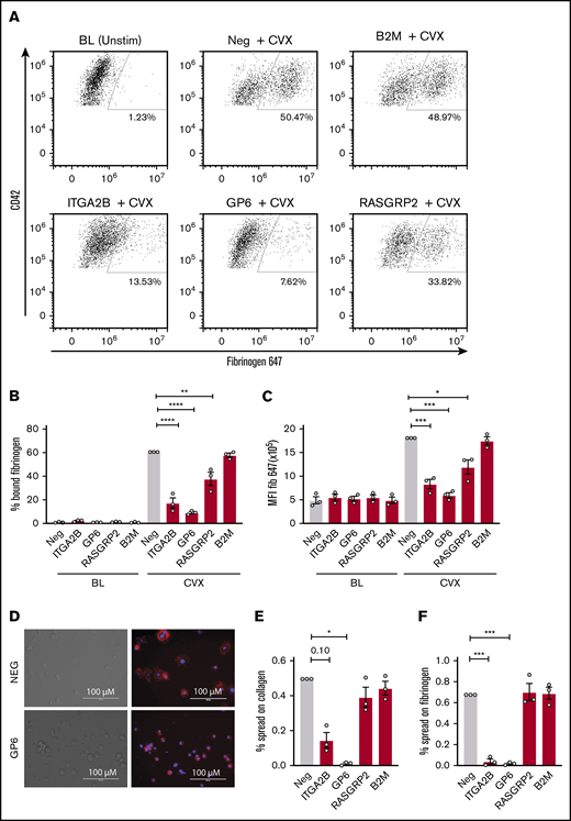Ligand binding and spreading of CRISPR KO MKs in response to platelet agonists. Day 13 CRISPR KO and control MKs were treated for 10 minutes with convulxin (CVX, 2 μg/mL) in the presence of Alexa-Fluor 647–labeled fibrinogen and analyzed by flow cytometry. (A) Representative flow cytometry plots of unstimulated vs agonist-stimulated negative control or CRISPR KO MKs as indicated. Viable MKs were gated as described in the legend for Figure 2B and on MK marker CD42a-phycoerythrin (y-axis). The positive gate for labeled fibrinogen (x-axis) bound MKs was arbitrarily set with reference to unstimulated MKs. (B-C) Normalized mean ± SEM summaries of PAC-1–positive (B) or P-selectin–positive (C) cells (3 independent cords per group). Mixed effects analysis with Dunnett’s adjustment for multiple comparisons. (D) Representative image of spread and unspread control and GP6 KO MKs plated on collagen for 1 hour. (E-F) Mean ± SEM of the percentage of negative control or CRISPR KO MKs spread on collagen (E) or fibrinogen (F) for 1 hour. Shown are data from 3 cords with each sample plated in duplicate wells; >20 fields and >200 MKs were scored (blinded to treatment) per sample. Repeated measures ANOVA with Dunnett’s adjustment for multiple comparisons: *P < .05; **P < .01; ***P < .001; ****P < .0001.