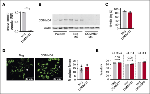 Effect of COMMD7 KO on megakaryopoiesis. (A) Real-time PCR analysis of COMMD7 RNA expression in COMMD7 CRISPR-treated day 13 MKs. Data are normalized to GAPDH (3 independent cords per group). (B) Western blot of COMMD7 protein in platelets from 3 healthy donors and in control and COMMD7 KO MKs from 3 independent cords per group. β-actin (ACTB) was used as loading control. (C) Percentage of viable negative control or COMMD7 KO cells on day 13 of culture. (D) Proplatelet formation on day 13 MKs plated overnight on fibrinogen and stained with Phalloidin 488. Shown are representative images of 10 random images taken from each of 3 cords. The percentage of control or COMMD7 KO MKs making proplatelets on day 13 was counted blinded to group and summarized in the bar graph on the right. (E) Flow cytometry analysis of MK maturation markers on day 13 control or COMMD7 MKs. Viable MKs were gated as in Figure 2B. Shown is the mean ± SEM of the percent of cells (y-axis) expressing MK maturation markers. Student t test: *P < .05; **P < .01.