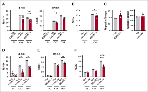 Effect of COMMD7 KO on platelet functional responses in MKs. (A-B,D-F) Negative control or COMMD7 KO day 13 MKs were kept at baseline or stimulated with convulxin (2 μg/mL) or thrombin (1 U/mL) for 3 or 10 minutes as indicated and analyzed by flow cytometry. Viable MKs were gated as in Figure 2B. Shown is the normalized mean ± SEM of percent positive cells for PAC-1 (A), labeled fibrinogen (B), surface P-selectin (D-E) , or surface CD63 (F) (3-5 independent cords per group). (C) Mean ± SEM of the percentage of control or CRISPR KO MKs spread after 1 hour on collagen or fibrinogen. Shown are samples from 3 cords with each sample plated in duplicate wells; >20 fields and >200 MKs were scored (blinded to treatment) per sample. Paired Student t tests: *P < .05; **P < .01.