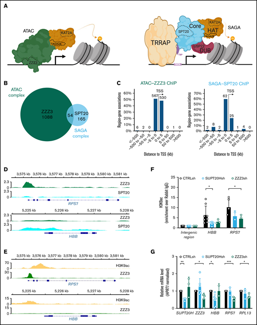 KAT2A-containing ATAC and SAGA complexes have unique targets in hematopoietic cells. (A) Schematic representation of the human ATAC (left) and SAGA (right) multiprotein complexes. SAGA (right) is organized into distinct structural and functional modules, colored similarly. The KAT2A-containing histone acetyltransferase (HAT) module is depicted in orange and partially hared with ATAC (left), with exception of TADA2B, which is replaced by TADA2A in ATAC. The histone deubiquitination (DUB) module is shown in red; the core module, which includes SPT20, in blue. TF-binding module, TRRAP, is shown in yellow. TATA-binding protein (TBP), in purple, is not part of the complex architecture, but it associates with SUPT3H to recruit SAGA to TATA box and facilitate transcription. The ATAC complex does not have a modular organization. Its main structure is shown in green and includes DNA-binding subunit ZZZ3. Subunits tested in this study are delineated with a dashed line. (B) Venn diagram of consensus ZZZ3 and SPT20 ChIP-seq binding from 2 independent experiments. (C) Genomic location of ZZZ3 (left) and SPT20 (right) ChIP-seq binding in K562 cells. Summary of consensus peaks from 2 independent ChIP-seq experiments is shown. (D) Representative ChIP-seq peak for ZZZ3 target in K562 cells (RPS7) and representative ChIP-seq peak for SPT20 target in K562 cells (HBB). (E) Publicly available ChIP-seq tracks for H3K9ac (ENCFF257CLC) and ZZZ3 (ENCFF856KCV) in K562 cells at the RPS7 and HBB loci retrieved from the ENCODE project portal (www.encodeproject.org). The RPS7 and HBB loci in panel D are represented confirming the presence of H3K9ac peaks and reproducing the selective ZZZ3 binding at RPS7 also observed in our data. (F) H3K9ac ChIP-qPCR analysis of representative SPT20 and ZZZ3 targets upon knockdown in K562 cells. N ≥ 3 independent experiments. Mean ± SEM of enrichment relative to rabbit IgG, with normalization to control intergenic region with no significant H3K9ac enrichment. Two-tailed Student t test for significance *P < .05. (G) qRT-PCR analysis of expression of ATAC and SAGA complex targets in K562 cells. N ≥ 3 independent experiments, mean ± SEM of gene expression relative to CTRLsh, normalized to HPRT1 housekeeping gene. Two-tailed Student t test for significance *P < .05, **P < .01, ***P < .001.