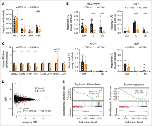 KAT2A regulates human CB erythroid progenitor specification and survival. (A) Proportion of KAT2Ash-transduced CB HSC and progenitors. Mean ± SEM of >7 individual sorting experiments. Two-tailed paired Student t test for significance; **P < .01. (B) Frequency of CFC efficiency in the HSC/MPP, MEP (top), GMP, and MLP (bottom) compartments transduced with KAT2Ash. Mean ± SEM of 7 individual CB samples. Two-tailed paired Student t test for significance; *P < .05. (C) qRT-PCR analysis of expression of erythroid-associated genes in KAT2Ash-transduced HSC from individual CB samples. N ≥ 3 independent experiments, mean ± SEM of gene expression relative to CTRLsh, normalized to HPRT1 housekeeping gene. Two-tailed paired Student t test for significance *P < .05, **P < .01, ***P < .001. (D) MA plot of RNA-seq gene expression analysis of differentially-expressed genes (red) in CTRLsh vs KAT2Ash transduced HSC/MPP cells. (E) Gene set enrichment analysis plot for erythroid differentiation (right) and platelet signature (left) in the RNA-seq data in panel D. Gene signature identifiers are ADDYA erythroid differentiation by HEMIN and GNATENKO platelet signature, respectively, as obtained from the UC San Diego and BROAD Institute Molecular Signatures Database (MSigDB).