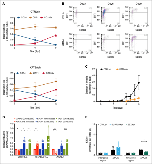 KAT2A SAGA and ATAC complexes differentially affect erythroid lineage progression. (A) Erythroid differentiation of HSC/MPP sorted from CD34+ cells of individual CB samples transduced with CTRLsh (top) and KAT2Ash (bottom) in liquid cultures. CD34 marks HSC and progenitors; CD71 and CD235a mark early and late differentiated erythroid cells. Data summarize mean ± SEM of 4 independent differentiation experiments. (B) Flow cytometry quantitative analysis of CTRLsh and KAT2Ash HSC in erythroid differentiation cultures in panel A. Representative plots. (C) Expansion of CTRLsh and KAT2Ash HSC in erythroid differentiation cultures in panel A. (D) qRT-PCR analysis of erythroid gene expression progression in K562 cells transduced with KAT2Ash, SUPT20Hsh, or ZZZ3sh and treated with 1.5% DMSO for erythroid molecular induction. Mean ± SD of n >3 independent experiments; data are represented relative to day 0 normalized to HPRT1 housekeeping gene. Two-tailed paired Student t test for significance *P < .05, **P < .01, ****P < .0001. CTRLsh-transduced cells for the same experiment shown in supplemental Figure 4C. (E) H3K9ac ChIP-qPCR analysis of EPOR locus in K562 cells upon SUPT20H and ZZZ3 knockdown. N ≥ 3 independent experiments. Mean ± SEM of enrichment relative to rabbit IgG, with normalization to control intergenic region with no significant H3K9ac enrichment. Two-tailed Student t test for significance *P < .05.
