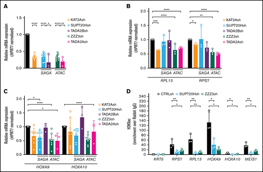 ATAC and SAGA differentially impact histone acetylation and gene expression in MOLM13 AML cells. (A) qRT-PCR validation of KAT2A, SUPT20H, TADA2B (SAGA-specific subunits), ZZZ3, and TADA2A (ATAC-specific subunits) knockdown in MOLM-13 cells. N ≥3 independent experiments, mean ± SEM of gene expression relative to CTRLsh, normalized to HPRT1 housekeeping gene. Two-tailed Student t test for significance *P < .05, **P < .01, ****P < .0001. (B) qRT-PCR analysis of ribosomal protein gene expression in MOLM-13 cells transduced with KAT2Ash, SAGA-specific SUPT20Hsh and TADA2Bsh, and ATAC-specific ZZZ3sh and TADA2Ash. N ≥3 independent experiments, mean ± SEM of gene expression relative to CTRLsh, normalized to HPRT1 housekeeping gene. Two-tailed Student t test for significance *P < .05, **P < .01, ***P < .001, ****P < .0001. (C) qRT-PCR analysis of self-renewal gene signature in MOLM-13 transduced with KAT2Ash, SAGA-specific SUPT20Hsh and TADA2Bsh, and ATAC-specific ZZZ3sh and TADA2Ash. N = 2 biological replicates, each run as 2 or 3 technical repeats; mean ± SEM of relative gene expression relative to CTRLsh, normalized to HPRT1 housekeeping gene. Two-tailed nested Student t test for significance *P < .05, ****P < .0001. (D) H3K9ac ChIP-qPCR analysis of ribosomal protein genes and self-renewal genes in MOLM-13 cells upon knockdown of SAGA and ATAC elements SUPT20H and ZZZ3, respectively. N ≥ 3 independent experiments. Mean ± SEM of enrichment relative to rabbit IgG, with normalization to control region in KRT5 locus with no significant H3K9ac enrichment. Two-tailed Student t test for significance *P < .05, **P < .01.