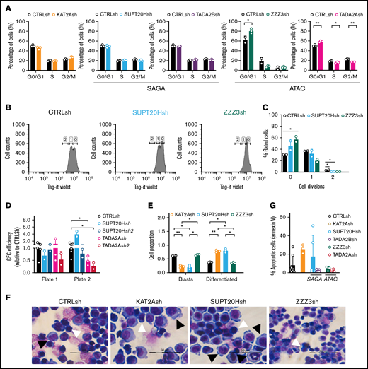 ATAC maintains self-propagation and SAGA blocks differentiation of MOLM13 AML cells. (A) Quantification of flow cytometry analysis of cell cycle in MOLM-13 cells transduced with KAT2Ash, SAGA-specific SUPT20Hsh and TADA2Bsh, and ATAC-specific ZZZ3sh and TADA2Ash. Corresponding representative plots in supplemental Figure 5C. Mean ± SEM of 3 independent experiments. Two-tailed Student t test for significance *P < .05, **P < .01. (B) Representative flow cytometry plots of divisional tracking of MOLM-13 cells transduced with CTRLsh, SUPT20Hsh, and ZZZ3sh and loaded with the Tag-IT violet dye (Biolegend) after 3 days of culture. Regions 0, 1, and 2 represent the number of cell divisions relative to initial loading control (also see supplemental Figure 5D-E). (C) Quantification of results in panel B representing the distribution of MOLM-13 cells transduced with CTRLsh, SUPT20Hsh, and ZZZ3sh undergone 0-2 cell divisions after 3 days in culture. Mean ± SEM of 3 independent experiments. Two-tailed Student t test for significance *P < .05. (D) Colony replating of MOLM-13 cells transduced with SUPT20Hsh1, SUPT20Hsh2 (SAGA), TADA2Ash1, and TADA2Ash2 (ATAC) as a measure of in vitro self-renewal. Mean ± SEM of 2-3 independent experiments. Two-tailed Student t test for significance *P < .05. (E) Quantification of blast-like and differentiated cells in MOLM-13 cultures transduced with CTRLsh, KAT2Ash, SUPT20Hsh, and ZZZ3sh. Scoring of 3 randomly selected fields of >100 cells; Two-tailed Student t test for significance; *P < .05, **P < .01. (F) Representative photographs of MOLM-13 cytospins. White arrow heads denote blast-like cells; black arrow heads denote differentiated cells. Bar represents 50 μm. (G) Quantification of Annexin V+ apoptotic cells in MOLM13 cultures analyzed by flow cytometry (representative plots in supplemental Figure 4F). Mean ± SEM of n > 3 independent experiments. Two-tailed Student t test for significance.