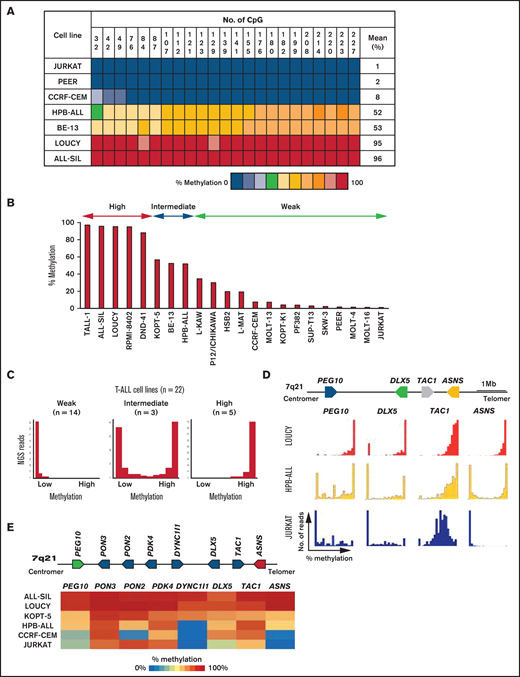 Allele-specific methylation of ASNS gene in human T-ALL cell lines. (A) A heat map of methylation status of each CG nucleotide in the CpG island of the ASNS gene in representative cell lines. (B) Mean percent methylation of the ASNS gene in 22 human T-ALL cell lines. (C) Typical histograms of ASNS gene methylation in weakly, intermediately, and highly methylated cell lines. Horizontal axes indicate percentage methylation of each NGS read; vertical axes indicate the frequency of NGS reads. (D) Methylation status of PEG10, DLX5, TAC1, and ASNS in 3 representative T-ALL cell lines with different ASNS methylation status. LOUCY is ASNS highly methylated cell line, HPB-ALL is ASNS intermediately methylated cell line, and JURKAT is ASNS weakly methylated cell line. The top panel is a schematic representation of gene configuration. The horizontal axes indicate percent methylation of each NGS read, and the vertical axes indicate frequency of reads. (E) Methylation status of eight genes at the imprinted gene cluster of 7q21 in six T-ALL cell lines. ALL-SIL and LOUCY are ASNS highly methylated cell lines, KOPT-5 and HPB-ALL are ASNS intermediately methylated cell lines, and CCRF-CEM and JURKAT are ASNS weakly methylated cell lines. The top panel is a schematic representation of gene configuration. The bottom panel is a heat map of the mean percent methylation levels of each gene in each cell line.