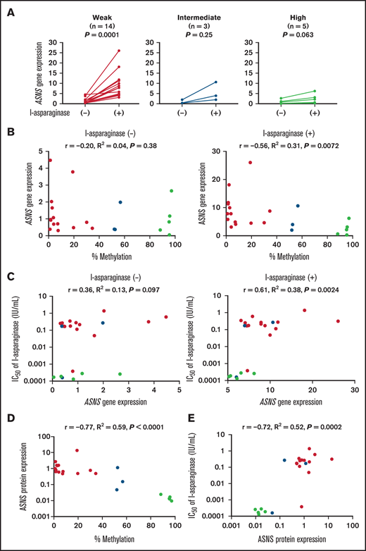 Association of ASNS methylation with ASNS gene and protein expression levels in T-ALL cell lines. (A) Induction of ASNS gene expression by asparaginase treatment in T-ALL cell lines. Each cell line was cultured in the absence or presence of 1.0 U/mL of l-asparaginase for 12 hours. ASNS gene expression level in each cell line was determined by real time RT-PCR using ACTB gene expression level as an internal control. The vertical axes indicate relative ASNS gene expression level in each cell line, which was evaluated by using P12/ICHIKAWA as a control cell line. The values were compared between untreated cells and l-asparaginase–treated cells. P values in the Wilcoxon signed-rank test are shown. (B) Association between ASNS methylation status and ASNS gene expression in T-ALL cell lines. Horizontal axes indicate percent methylation of the ASNS gene, and vertical axes indicate basal (left) and asparaginase-induced (right) ASNS gene expression level. (C) Association of ASNS gene expression with asparaginase sensitivity in T-ALL cell lines. Vertical axes indicate log IC50 value of l-asparaginase, and horizontal axes indicate basal (left) and asparaginase-induced (right) ASNS gene expression level. (D) Association between ASNS methylation status and basal ASNS protein expression in T-ALL cell lines. Horizontal axis indicates percent methylation of the ASNS gene, and vertical axis indicates ASNS protein expression level in each cell line as relative value to that in the control cell line (JURKAT). (E) Association of ASNS protein expression with asparaginase sensitivity in T-ALL cell lines. The vertical axis indicates the log IC50 value of l-asparaginase, and the horizontal axis indicates ASNS protein expression level in each cell line as relative value to that in the control cell line (JURKAT). Panels B to E: red, yellow, and blue circles represent ASNS highly, intermediately, and weakly methylated cell lines, respectively. Correlation coefficients and P values in the Spearman correlation test are shown.