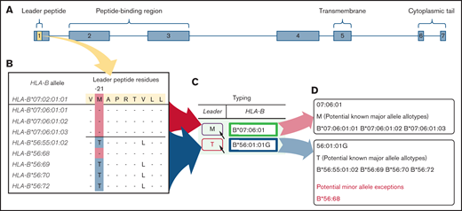 BLEAT leader assignment. Two scenarios are depicted using the 2 HLA-B alleles from 1 subject to illustrate a simple use case (HLA-B*07:06:01) and a more complex use case (HLA-B*56:01:01G). For clarity, only the last 5 alleles (by number) are displayed for HLA-B*56:01:01G.36 (A) The leader peptide is deduced from the exon 1 sequence. (B) The deduced leader peptide is available from IMGT in the Anthony Nolan HLA Informatics Group GitHub repository.35 (C) This information is processed and reflected on BLEAT’s user interface to display P2 information. The user may hover over the P2 “Leader” icon to reveal a tooltip (D) that organizes all potential HLA-B alleles from the provided allele into known and unknown major (and any minor, if applicable) leader alleles. Rare minor leader alleles are highlighted with red on the user interface.