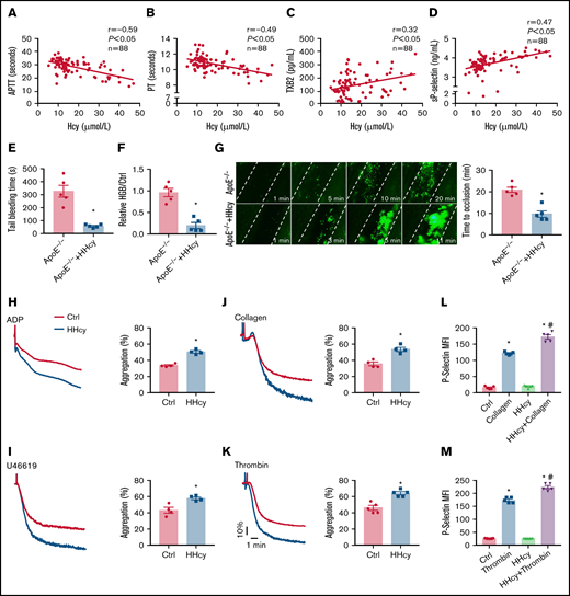 Elevated plasma Hcy levels are associated with a prothrombotic state in both humans and ApoE−/− mice. (A-B) Correlations between human plasma Hcy concentrations and the APTT or PT. (C-D) Human plasma TXB2 and sP-selectin levels were measured by enzyme-linked immunosorbent assay (n = 88; TXB2; Cloud-Clone Corp; sP-selectin; ABclonal Technology). (E-G) ApoE−/− mice were intraperitoneally injected with Hcy (100 mg/kg) or vehicle (saline), and, after 2 hours, tail-bleeding time was determined (E), and blood loss was assessed (F). HGB, hemoglobin. (G) Platelets were labeled with calcein-AM. Representative images of FeCl3-induced mesenteric arteriole thrombosis (left, original magnification, 200×; the dotted line indicates the arterial vessel wall). Occlusion time of the mesenteric arteriole (right). (H-K) Washed platelets harvested from C57BL/6J mice, with or without Hcy (100 mg/kg) injection for 2 hours were stimulated with ADP (0.01 g/mL) (H), U46619 (400 nM) (I), collagen (1.5 μg/mL) (J), and thrombin (0.01 U/mL) (K), at 37°C with constant stirring (1200 rpm). Then, platelet aggregation was monitored, using a turbidimetric aggregometer. Histograms of maximal platelet aggregation under the indicated conditions. (L-M) Flow cytometric analysis of P-selectin expression in platelets from control and HHcy C57BL/6J mice in the presence of collagen (1.5 μg/mL) (L) or thrombin (0.01 U/mL) (M). All data are expressed as the mean ± SEM (n = 5). *P < .05, compared with ctrl (control); #P < .05, compared with thrombin or collagen. MFI, mean fluorescence intensity.