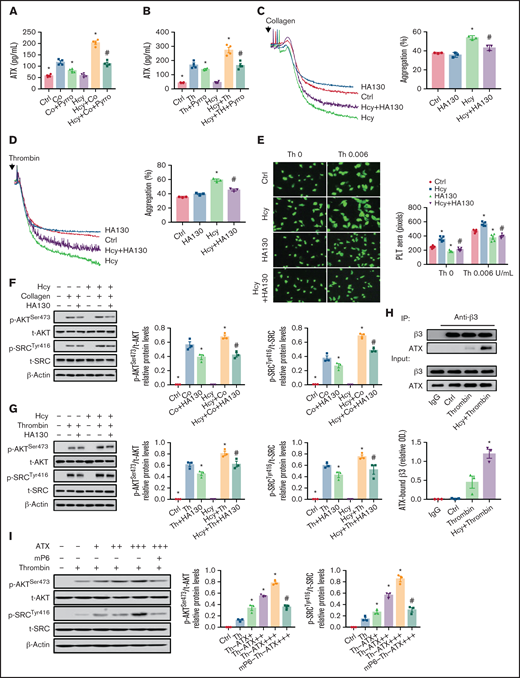Secreted ATX interacts with integrin β3 and mediates Hcy-induced platelet integrin αIIbβ3 activation. Washed platelets were purified from C57BL/6J mice. (A-B) Supernatant ATX levels were measured by enzyme-linked immunosorbent assay (ELISA). All data are expressed as the mean ± SEM (n = 4). *P < .05 compared with agonists; #P < .05 compared with Hcy+agonists. (C-D) Platelet aggregation after HA130 (0.6 μM) stimulation with collagen (1.5 μg/mL) (C) or thrombin (0.01 U/mL) (D) in the presence/absence of Hcy (100 μM) was monitored with a turbidimetric aggregometer. (E) Washed platelets from C57BL/6J mice were left to adhere and spread on fibrinogen-coated wells with 100 μM Hcy or vehicle in the presence of HA130 (0.6 μM). The spreading area of individual platelets (stainted with phalloidin, original magnification, 200×) was measured with ImageJ software. All data are expressed as the mean ± SEM (n = 3-5). *P < .05 compared with ctrl; #P < .05 compared with Hcy. (F-G) p-AKTSer473 and p-SRCTyr416 protein levels in platelets with or without Hcy incubation were analyzed after treatment with 0.6 μM HA130 for 10 minutes with collagen (1.5 μg/mL) (F) or thrombin (0.01 U/mL) (G) by western blot analysis. All data are expressed as the mean ± SEM (n = 3). *P < .05 compared with agonists; #P < .05 compared with Hcy+agonists. (H) Coimmunoprecipitation of ATX with integrin β3 in platelets from C57BL/6J mice. (I) p-AKTSer473 and p-SRCTyr416 protein levels in platelets from C57BL/6J mice incubated with ATX (+, 10 nM; ++, 20 nM; +++, 50 nM) were analyzed by western blot after incubation with mP6 (20 μM) for 10 minutes. All data are expressed as the mean ± SEM (n = 3). *P < .05 compared with agonists; #P < .05 compared with Hcy+agonists or Th-ATX+++.