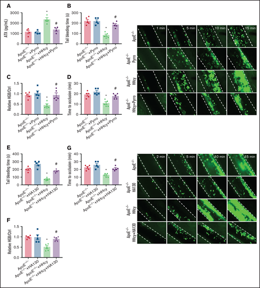 Pyrro and HA130 alleviate arterial platelet thrombus formation in HHcy ApoE−/− mice. (A-D) ApoE−/− mice were intraperitoneally injected with 100 mg/kg Hcy or vehicle (saline), and after 2 hours, the mice were treated with pyrro (5 μmol/kg) or vehicle (DMSO; ≤1:3000/body weight). (A) ATX level in plasma were measured by ELISA. (B) Tail-bleeding time was determined. (C) Blood loss was assessed. HGB, hemoglobin. (D) Platelets were labeled with calcein-AM. Occlusion time of the mesenteric arteriole (left); representative images of FeCl3-induced mesenteric arteriole thrombosis (right, the dotted line indicates the arterial vessel wall, original magnification, 200×). (E-G) ApoE−/− mice were intraperitoneally injected with 100 mg/kg Hcy or vehicle (saline), and after 2 hours, the mice were treated with HA130 (2 μmol/kg) or vehicle (DMSO). Tail-bleeding time was determined (E) and blood loss was assessed (F). (G) Platelets were labeled with calcein-AM. Occlusion time of the mesenteric arteriole (left) and representative images of FeCl3-induced mesenteric arteriole thrombosis (right, the dotted line indicates the arterial vessel wall, original magnification, 200×). All data are expressed as the mean ± SEM (n = 5). *P < .05 compared with ApoE−/−; #P < .05 compared with ApoE−/−+HHcy.