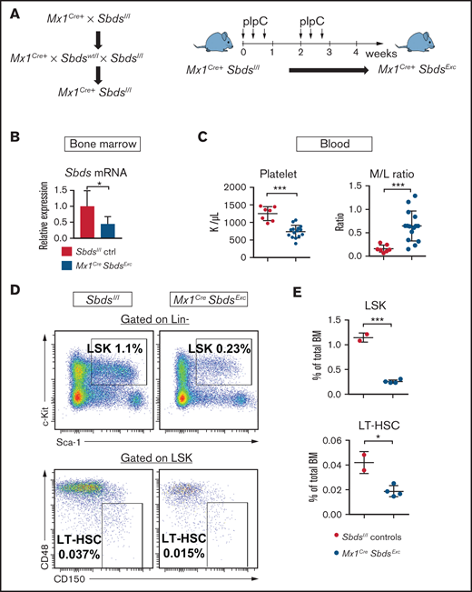 Mice with inducible SBDS deficiency in hematopoietic and osteolineage niche cells develop disrupted hematopoiesis consistent with BM failure. (A) Mx1CreSbdsExc mice were generated by crossing Mx1Cre+ mice with Sbdsl/l mice to generate Mx1Cre+Sbdsl/l mice. Cre expression and Sbds deletion were induced in hematopoietic and Mx1-inducible niche cells by pIpC treatment to create Mx1Cre+SbdsExc mice. (B) After 4 weeks of pIpC treatment, qPCR demonstrated reduced Sbds mRNA expression in flushed BM cells compared with pIpC-treated Sbdsl/l controls. (C) Compared with pIpC-treated control Sbdsl/l mice (n = 7), Mx1CreSbdsExc mice (n = 12) developed reduced platelet counts and an increased peripheral blood myeloid/lymphoid (M/L) cell ratio, consistent with stress hematopoiesis. (D) Representative dot plots showing decreased percentages of lin-Sca1+cKit+ (LSK) cells and CD48-CD150+ long-term HSC (LT-HSC) in total BM of Mx1CreSbdsExc vs control mice after 4 weeks of pIpC treatment. (E) Mx1CreSbdsExc BM (n = 2) shows severe reduction in percentages of LSK and LT-HSC compared with control BM (n = 4). *P < .05; ***P < .001; Student t test.