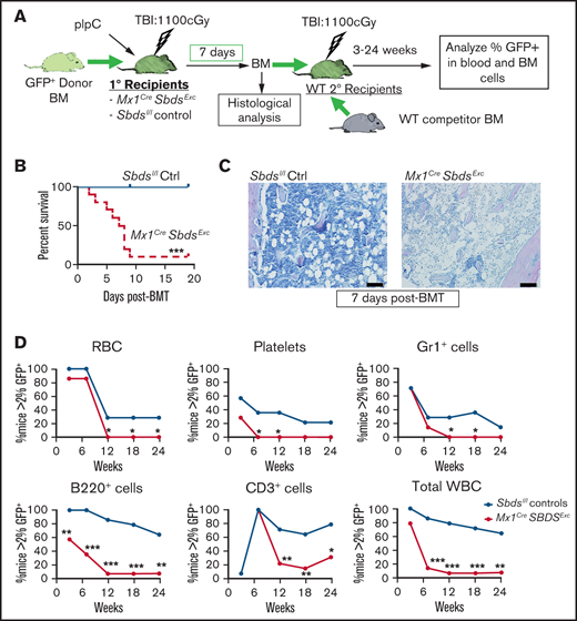The BM niche of Mx1CreSbdsExc mice exhibits impaired capacity to engraft donor HSC after BMT. (A) Schematic of studies. Mx1CreSbdsExc mice and Sbdsl/l controls received BMT of 106 whole BM from GFP+ donor mice at 24 hours after receiving 1100 cGy of TBI. Donor engraftment in primary BMT recipients was assessed 1 week after primary BMT using histologic analysis and competitive secondary transplantation assays, in which defined volumes (25% of BM volume collected from bilateral hindleg bones) of whole BM from Mx1CreSbdsExc or Sbdsl/l control primary recipients were transplanted with 2 × 105 WT competitor (GFPneg) whole BM cells into irradiated WT secondary recipients. (B) Cumulative survival curves showed increased mortality among Mx1CreSbdsExc recipients (n = 10) after BMT compared with controls (n = 8). ***P < .001; log-rank test. (C) Impaired donor engraftment was seen in Mx1CreSbdsExc primary recipients by hematoxylin and eosin staining at 1 week after BMT. Scale bar: 200 µm. (D) In competitive secondary BMT studies, donor engraftment efficiency in Mx1CreSbdsExc or control (Sbdsl/l) primary recipients (n = 4 mice per group) was assessed by competitive secondary BMT assay. HSC and hematopoietic progenitor engraftment in primary recipient Mx1CreSbdsExc mice was significantly impaired, as indicated by lower GFP+ reconstitution of secondary recipients (n = 14 mice per group) receiving Mx1CreSbdsExc vs control primary recipient BM in all blood lineages, including RBCs, platelets, Gr1+myeloid cells, B220+ B cells, CD3+ T cells, and total white blood cells (WBC). *P < .05; **P < .01; ***P < .001; χ-squared test.