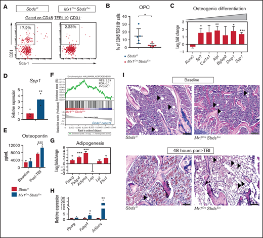 SBDS deficiency in BM niche cells results in decreased OPCs and increased adipocytes in BM after TBI. (A) Representative dot plots show gating strategies used to define CD31-CD51+Sca-1- OPCs in CD45-TER119- BM stromal cells. (B) Mx1CreSbdsExc mice (n = 5) show reduced percentages of OPCs in CD45-TER119- BM stromal cells compared with controls (n = 6) at 24 hours after 1100 cGy TBI. (C) RNA-seq analysis demonstrating changes of mRNA expression in genes critical for osteoblast differentiation in BM stromal cells of irradiated (24 hours after 1100 cGy TBI) Mx1CreSBDSExc vs control mice (n = 5 mice per group). A positive log-fold change in this plot indicates higher expression in Mx1CreSBDSExc stromal cells. (D) qPCR confirms higher expression of the terminal osteoblast marker Spp1 (Osteopontin) in BM niche cells from irradiated (24 hours after 1100 cGy TBI) Mx1CreSbdsExc mice (n = 3) compared with controls (n = 4). (E) ELISA demonstrating increased osteopontin expression in BM plasma supernatants harvested from Mx1CreSBDSExc vs control mice 48 hours after 1100 cGy TBI (n = 5 for Mx1CreSBDSExc group and n = 6 for control group), but similar expression in the two groups at baseline (n = 5 for Mx1CreSBDSExc group; n = 7 for control group). (F) GSEA plot shows upregulation of adipogenesis-related gene expression in the BM stromal cells of irradiated (24 hours after 1100 cGy TBI) Mx1CreSBDSExc mice vs controls (n = 5 mice per group). The green line in the GSEA plot represents the running enrichment score (ES) for the gene set within the ranked list of genes. The value at the peak of the green line is the final ES. The black bars in the middle of the GSEA plot represent where the genes in the gene set appear in the ranked list. NES, normalized enrichment score; FDR, false-discovery rate. (G) Increased mRNA expression of several genes related to adipogenesis, including Pparg, Fabp4, and Adipoq, in the BM stromal cells of irradiated (24 hours after 1100 cGy TBI) Mx1CreSBDSExc mice compared with controls. (H) qPCR confirmed that BM niche cells from irradiated Mx1CreSbdsExc mice (n = 3) exhibit higher expression of Fabp4 and Adipoq, which is critical for adipogenesis, compared with controls (n = 4) at 24 hours after 1100 cGy TBI. (I) Hematoxylin and eosin stains show increased adipocytes in BM from Mx1CreSBDSExc vs control mice at 48 hours after 1100 cGy TBI but not at baseline. Black arrowheads indicate adipocytes. Scale bar: 200 µm. *P < .05; **P < .01; ***P < .001; Student t-test or DESeq2 statistical test.