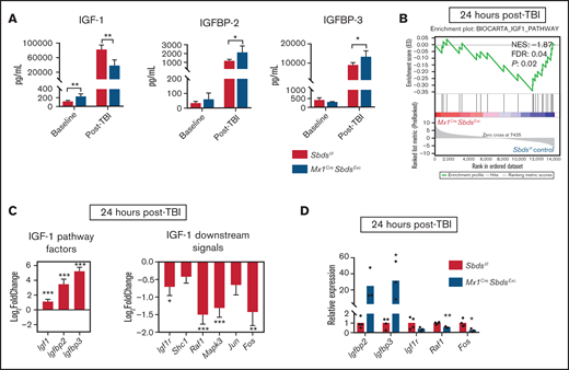 SBDS deficiency within BM niche cells diminishes gene expression downstream of IGF-1 signaling. (A) Protein expression of IGF-1, IGFBP-2, and IGFBP-3 in BM supernatants harvested from Mx1CreSBDSExc and control mice at baseline and 48 hours after 1100 cGy TBI (n ≥ 5 per group). *P < .05; **P < .01; Student t-test. (B) GSEA plot showing statistically significant alterations in IGF-1 signaling pathway gene expression in BM stromal cells from Mx1CreSBDSExc mice vs controls 24 hours after TBI (n = 5 per group). (C) Upregulation of upstream and downregulation of downstream signaling genes within the IGF-1 pathway in the BM stromal cells of irradiated Mx1CreSBDSExc mice compared with controls. *P < .05; **P < .01; ***P < .001; DESeq2 statistical test. (D) qPCR validation confirms that BM niche cells from Mx1CreSbdsExc mice (n = 3) at 24 hours after 1100 cGy TBI show increased expression of IGF-1 factor genes Igfbp2 and Igfbp3, along with decreased expression of downstream IGF-1 signaling pathway genes, including Raf1 and Fos, compared with irradiated controls (n = 4). *P < .05; **P < .01; Student t-test.