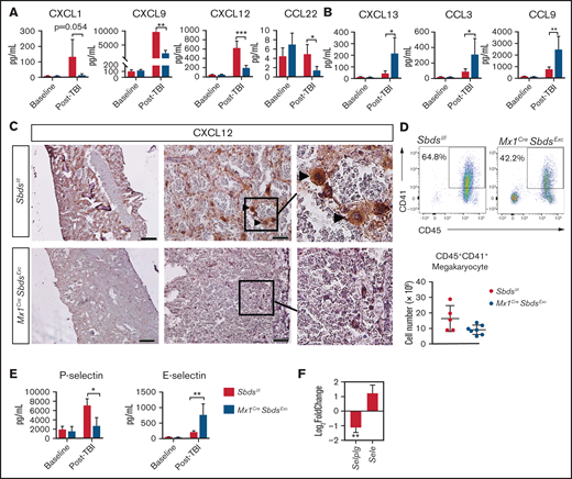 SBDS deficiency induces altered BM niche expression of chemokines and selectins after TBI that favor inflammatory cell recruitment. (A) CXCL1, CXCL9, CXCL12, and CCL22 expression by ELISA, demonstrating reductions in all 4 chemokines in BM plasma supernatants of Mx1CreSbdsExc (n = 5) vs control mice (n = 6) 48 hours after 1100-cGy TBI. (B) CXCL13, CCL3, and CCL9 expression by ELISA demonstrating increases in these proinflammatory chemokines in BM plasma harvested from Mx1CreSBDSExc (n = 5) vs controls (n = 6) at 48 hours after 1100-cGy TBI. (C) Immunohistochemistry staining demonstrates lower CXCL12 expression in BM from Mx1CreSbdsExc mice compared with controls at 48 hours after 1100-cGy TBI. Arrowheads indicate CXCL12-positivity surrounding megakaryocytes. Scale bar: 500 µm for the first column and 50 µm for the second column. (D) Representative dot plots (top) show gating strategies used to define CD45+CD41+ megakaryocytes in post-TBI BM. Mx1CreSBDSExc mice (n = 5) exhibit a trend toward decreased numbers of CD45+CD41+ megakaryocytes in the BM niche than controls (n = 7) at 24 hours after 1100-cGy TBI (bottom). P = 0.06; Student t-test. (E) P- and E-selectin levels by ELISA in BM cell lysates and BM supernatants, respectively, demonstrating lower P-selectin but higher E-selectin levels in Mx1CreSbdsExc (n = 5) vs control mice (n = 6) 48 hours after 1100-cGy TBI. (F) mRNA expression of Selplg (encodes P-selectin) and Sele (encodes E-selectin) in BM stromal cells of irradiated (24 hours after 1100-cGy TBI) Mx1CreSBDSExc mice compared with controls (n = 5 mice per group). *P < .05; **P < .01; ***P < .001; Student t-test used for ELISA data or DESeq2 statistical test for RNA-seq data.