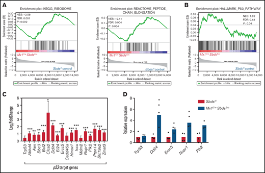 SBDS deficiency increases activation of p53 pathways in BM niche cells after myeloablative TBI. (A) GSEA plot showing overall downregulated expression of ribosomal proteins (left) and genes associated with peptide chain elongation (right) in BM stromal cells from irradiated (24 hours after 1100-cGy TBI) Mx1CreSBDSExc mice vs irradiated controls. (B) GSEA plot shows overall increased activation of the p53 pathway in BM niches of irradiated Mx1CreSBDSExc vs control mice (n = 5 mice per group). (C) Expression of individual p53 target genes is upregulated in BM niches of irradiated Mx1CreSBDSExc vs control mice (n = 5 mice per group). FDR, false-discovery rate; NES, normalized enrichment score. *P < .05; **P < .01; ***P < .001; DESeq2 statistical test. (D) qPCR confirms upregulation of these p53 target genes in BM niche cells taken from irradiated Mx1CreSBDSExc (n = 3) vs control mice (n = 4) at 24 hours after 1100-cGy TBI. *P < .05; Student t-test.