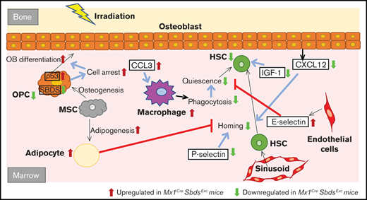 Schematic of how SBDS deficiency in the Mx1CreSBDSExc model impacts BM niche cell composition and gene expression in response to myeloablative irradiation, leading to impaired niche capacity to engraft donor HSC after HSCT. Our studies support a model by which Sbds knockdown in Mx1-inducible osteolineage niche cells impairs donor HSC engraftment after TBI. SBDS deficiency in osteoprogenitors causes ribosomal dysfunction, p53 pathway activation, and cell cycle arrest, which impairs the ability of these OCs to proliferate in response to IGF-1 and other growth factor signals after TBI and, consequently, to support donor hematopoiesis. Because of cell intrinsic or extrinsic mechanisms, SBDS deficiency in niche cells also increases adipocytes and decreases EC survival in the BM microenvironment after TBI, both of which may impair donor engraftment after HSCT. Decreased osteoprogenitor-derived CXCL12 and endothelial P-selectin expression may limit HSC homing and lodgment within BM niches after TBI. Elevation of CCL3 and endothelial E-selectin drives recruitment of inflammatory macrophages after TBI. The resulting proinflammatory environment may further disrupt engraftment and maintenance of donor HSPC.