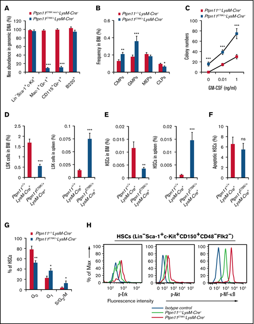 Normal HSCs are aberrantly activated by Ptpn11E76K/+ neoplastic cells, leading to accelerated differentiation and exhaustion. (A) Genomic DNA was extracted from LSK cells (Lin−Sca-1+c-Kit+), myeloid cells (Mac-1+Gr-1+), monocytes (CD115+Gr-1+), and B cells (B220+) isolated from the BM of Ptpn11E76K/+LysM-Cre+ mice and Ptpn11+/+LysM-Cre+ littermates. The abundance of the inhibitory neo cassette with a stop codon in the targeted Ptpn11 allele was determined by quantitative polymerase chain reaction (n = 5 mice per genotype). (B) BM cells harvested from 5- to 6-month-old Ptpn11E76K/+LysM-Cre+ mice and Ptpn11+/+LysM-Cre+ littermates were assayed for the frequencies of common myeloid progenitors (CMPs), granulocyte macrophage progenitors (GMPs), megakaryocyte erythroid progenitors (MEPs), and common lymphoid progenitors (CLPs; n = 6 mice per genotype). (C) BM cells (2 × 104 cells) collected from 5- to 6-month-old Ptpn11E76K/+LysM-Cre+ mice and Ptpn11+/+LysM-Cre+ littermates (n = 3 mice per genotype) were processed for colony-forming unit assays. (D-E) Frequencies of HSC-enriched LSK (Lin−Sca-1+c-Kit+) cells (D) and HSCs (Lin−Sca-1+c-Kit+CD150+CD48−Flk2−) (E) in the BM and spleens of 5- to 6-month-old Ptpn11E76K/+LysM-Cre+ mice and Ptpn11+/+LysM-Cre+ littermates (n = 6 mice per genotype) were determined by multiparameter fluorescence-activated cell sorting (FACS) analyses. (F-H) BM cells freshly isolated from Ptpn11E76K/+LysM-Cre+ mice and Ptpn11+/+LysM-Cre+ littermates were assayed by FACS analyses to determine apoptotic cells (n = 6 mice per genotype) (F), cell cycle distribution (n = 5 mice per genotype) (G), and levels of phosphorylated Erk (p-Erk), p-Akt, and p-NF-κB in HSCs (n = 4 mice per genotype) (H). (I-J) Bone sections prepared from 4- to 6-month-old Ptpn11E76K/+LysM-Cre+ mice and Ptpn11+/+LysM-Cre+ littermates were processed for immunofluorescence staining with the indicated antibodies. Spatial relationship between HSCs (Lin−CD48−CD41−CD150+) and endothelial (CD31+CD144+) cells was examined (representative images from n = 5 mice per genotype are shown); the distance of these 2 types of cells was calculated (I). Spatial relationship between HSCs (Lin−CD48−CD41−CD150+) and mesenchymal stem progenitor cells (MSPCs; Nestin+) was examined (representative images from n = 6 mice per genotype are shown); HSCs within 8 μm of MSPCs were considered to be close to MSPCs (J). (K-N) BM cells harvested from 3-month-old Ptpn11E76K/+LysM-Cre+ mice (CD45.2+RFP−) and WT RPF transgenic mice (CD45.2+RFP+) were mixed at the HSC ratio of 1:1. The mixed BM cells and BM cells isolated from WT RPF transgenic mice (CD45.2+RFP+) were transplanted IV into lethally irradiated WT BoyJ mice (CD45.1+; n = 8 and 6 mice for mixed BM cells and WT BM cells, respectively). Sixteen weeks after transplantation, recipient mice were euthanized. Spleen weights (normalized against body weights) were documented (K). Frequencies of Mac-1+Gr-1+ cells in different donor-derived subpopulations in the peripheral blood (PB) were examined at the indicated time points (L). The pool sizes of HSCs (Lin−Sca-1+c-Kit+CD150+CD48−) (M) and the cell cycle distribution of HSCs (Lin−Sca-1+c-Kit+CD150+) in different donor-derived populations (N) were determined at 16 weeks after transplantation as above. *P = .05, **P = .01, ***P = .001. DAPI, 4′,6-diamidino-2-phenylindole; GM-CSF, granulocyte-macrophage colony-stimulating factor; ns, not significant.