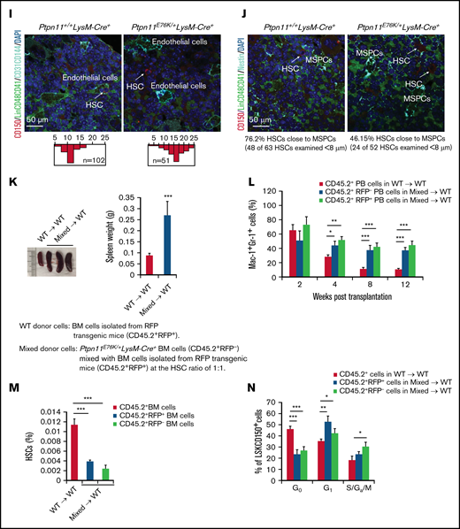 Normal HSCs are aberrantly activated by Ptpn11E76K/+ neoplastic cells, leading to accelerated differentiation and exhaustion. (A) Genomic DNA was extracted from LSK cells (Lin−Sca-1+c-Kit+), myeloid cells (Mac-1+Gr-1+), monocytes (CD115+Gr-1+), and B cells (B220+) isolated from the BM of Ptpn11E76K/+LysM-Cre+ mice and Ptpn11+/+LysM-Cre+ littermates. The abundance of the inhibitory neo cassette with a stop codon in the targeted Ptpn11 allele was determined by quantitative polymerase chain reaction (n = 5 mice per genotype). (B) BM cells harvested from 5- to 6-month-old Ptpn11E76K/+LysM-Cre+ mice and Ptpn11+/+LysM-Cre+ littermates were assayed for the frequencies of common myeloid progenitors (CMPs), granulocyte macrophage progenitors (GMPs), megakaryocyte erythroid progenitors (MEPs), and common lymphoid progenitors (CLPs; n = 6 mice per genotype). (C) BM cells (2 × 104 cells) collected from 5- to 6-month-old Ptpn11E76K/+LysM-Cre+ mice and Ptpn11+/+LysM-Cre+ littermates (n = 3 mice per genotype) were processed for colony-forming unit assays. (D-E) Frequencies of HSC-enriched LSK (Lin−Sca-1+c-Kit+) cells (D) and HSCs (Lin−Sca-1+c-Kit+CD150+CD48−Flk2−) (E) in the BM and spleens of 5- to 6-month-old Ptpn11E76K/+LysM-Cre+ mice and Ptpn11+/+LysM-Cre+ littermates (n = 6 mice per genotype) were determined by multiparameter fluorescence-activated cell sorting (FACS) analyses. (F-H) BM cells freshly isolated from Ptpn11E76K/+LysM-Cre+ mice and Ptpn11+/+LysM-Cre+ littermates were assayed by FACS analyses to determine apoptotic cells (n = 6 mice per genotype) (F), cell cycle distribution (n = 5 mice per genotype) (G), and levels of phosphorylated Erk (p-Erk), p-Akt, and p-NF-κB in HSCs (n = 4 mice per genotype) (H). (I-J) Bone sections prepared from 4- to 6-month-old Ptpn11E76K/+LysM-Cre+ mice and Ptpn11+/+LysM-Cre+ littermates were processed for immunofluorescence staining with the indicated antibodies. Spatial relationship between HSCs (Lin−CD48−CD41−CD150+) and endothelial (CD31+CD144+) cells was examined (representative images from n = 5 mice per genotype are shown); the distance of these 2 types of cells was calculated (I). Spatial relationship between HSCs (Lin−CD48−CD41−CD150+) and mesenchymal stem progenitor cells (MSPCs; Nestin+) was examined (representative images from n = 6 mice per genotype are shown); HSCs within 8 μm of MSPCs were considered to be close to MSPCs (J). (K-N) BM cells harvested from 3-month-old Ptpn11E76K/+LysM-Cre+ mice (CD45.2+RFP−) and WT RPF transgenic mice (CD45.2+RFP+) were mixed at the HSC ratio of 1:1. The mixed BM cells and BM cells isolated from WT RPF transgenic mice (CD45.2+RFP+) were transplanted IV into lethally irradiated WT BoyJ mice (CD45.1+; n = 8 and 6 mice for mixed BM cells and WT BM cells, respectively). Sixteen weeks after transplantation, recipient mice were euthanized. Spleen weights (normalized against body weights) were documented (K). Frequencies of Mac-1+Gr-1+ cells in different donor-derived subpopulations in the peripheral blood (PB) were examined at the indicated time points (L). The pool sizes of HSCs (Lin−Sca-1+c-Kit+CD150+CD48−) (M) and the cell cycle distribution of HSCs (Lin−Sca-1+c-Kit+CD150+) in different donor-derived populations (N) were determined at 16 weeks after transplantation as above. *P = .05, **P = .01, ***P = .001. DAPI, 4′,6-diamidino-2-phenylindole; GM-CSF, granulocyte-macrophage colony-stimulating factor; ns, not significant.
