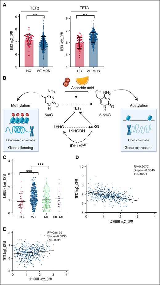 Compensatory mechanism by TET3 expression and correlation with clinical phenotypes. (A) Bar graphs representing TET2 and TET3 expression (log2_CPM) in TET2 WT (n = 577) MDS patients vs healthy controls (HC, n = 64), ***P < .0001. (B) Schematic representation of the role of L-2-hydroxyglutarate (L2HG) and L2HG dehydrogenase (L2HGDH) in cellular TETs function and global methylation status. (C) L2HGDH mRNA expression levels (log2_CPM) in HC (n = 64), TET2 MT (n = 203), IDH MT (n = 35), and TET2 (n = 577). (D-E) TET2 and TET3 vs L2HGDH mRNA expression (log2_CPM) in TET2 WT patients (n = 577). Kaplan-Meier curves estimate the probability of survival of patients stratified according to uncompensated and compensated TET3 (cutoff, median of expression in the entire cohort) in (F) TET2 MTs (right panel) and all cohort (left panel) and (G) WT cases with low TET2 expression (left panel) and all WT cases (right panel). P values and hazard ratios are depicted in the corresponding panels.