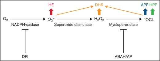 Diagram of ROS production, enzyme inhibitors, and fluorochromes used to measure ROS.