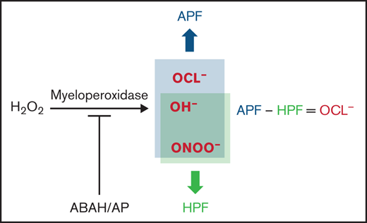 HPF signal is subtracted from APF signal to determine hypochloride production by MPO.