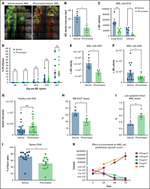 Multiple effects of prinomastat on leukemic blasts in the BM. (A) Representative tilescan maximum projections of calvarium BM of PBS- and prinomastat-treated AML-burdened mice. Red: mTomato+ healthy hematopoietic cells; green: YFP+ AML cells; gray: bone collagen. Scale bar represents 500 µm. (B) Mean gray value quantification of YFP signal (AML) within the calvarium BM of vehicle- and prinomastat-treated leukemic mice. n = 3 per condition. (C) AML cells number in long bones (femur) and calvaria of vehicle/prinomastat-treated AML-burdened mice immediately post IVM (day 16). n = 5 mice per condition. (D) Percentage of AML blasts measured in the PB of vehicle- and prinomastat-treated mice throughout disease progression. n = 16 mice per group. (E) Number of AML cells in the BM at 2 days after prinomastat treatment (day 23). n = 5 mice/group. (F) The number of AML and (G) healthy cells in the long bones of vehicle- and prinomastat-treated leukemic mice measured 5 days after prinomastat treatment (day 26). Each dot represents 1 mouse. n = 20 vehicle-treated and 20 prinomastat-treated mice pooled from 3 independent experiments. (H) The proportion of proliferating (EdU+) and (I) apoptotic/dead (annexin V+) AML blasts in the BM of PBS- and prinomastat-treated mice. n = 4 and 5 mice per group, respectively. (J) AML spleen infiltration of vehicle- and prinomastat-treated AML-burdened mice. n = 12 PBS- and 12 prinomastat-treated mice. (K) Growth curve showing the effect of prinomastat on AML cells proliferation in vitro. Data pooled from 3 independent experiments. All data are mean ± SEM. *P < .05; ***P < .001; ****P < .0001; ns, not significant. P values are determined by Student t tests.