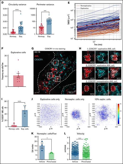 IVM identifies subsets of AML cells affected by MMP inhibition. (A) Selected frames from representative time-lapse IVM of BM calvarium with intermediate infiltration. Red: mTomato+ healthy hematopoietic cells; green: YFP+ AML cells. White and yellow arrows: examples of explorative and nonexplorative cells, respectively. Boxed areas are shown at higher magnification in A’ and A”, where nonexplorative and explorative cells’ morphology is highlighted by dashed lines. Scale bars represent 80 µm in A and 25 µm in A’ and A”. (B) Rose plots showing tracks of nonexplorative and explorative AML cells. n = 26 nonexplorative and n = 27 explorative AML cells. (C) Quantification of displacement (track length), Euclidean distance (distance from track start to end points), velocity, linear progression, and (D) circularity and perimeter variance of nonexplorative and explorative cells. n = 27 explorative cells and n = 26 nonexplorative cells pooled from 8 fields of view from 3 mice in 2 independent experiments. (E) Diffusion coefficient of explorative (blue lines) and nonexplorative (orange lines) cells represented as TAMSD. Red lines are the fit by ordinary least square of the mean of all trajectories (black dots). (F) Frequency of explorative cells observed per field of view. n = 10 FoWs from 4 mice from 3 independent experiments. (G) Selected, representative timeframe of time-lapse IVM showing mTomato+ AML blasts (red) and in vivo immunostaining for CX3CR1 (turquoise). Scale bar represents 50 µm. (H) Boxed areas in (G) shown at higher resolution are examples of CX3CR1+ explorative and CX3CR1- nonexplorative AML cells (scale bar = 10 µm). (I) Percentage of CX3CR1+ explorative and nonexplorative AML cells per field of view analyzed. n = 8 fields of view pooled from 3 mice. (J) Simulation results when each field of view is initially seeded by 2 adjacent cells, and progeny is generated according to available proliferation rates. Left: all cells are explorative. Middle: all cells are nonexplorative. Right: 10% of cells are explorative. (K) Quantification of explorative and nonexplorative AML cells in vehicle- and prinomastat-treated leukemic mice in the calvarium BM. n = 3 mice per condition. (L) Average velocity of AML blasts in calvarium BM of PBS- and prinomastat-treated AML-burdened mice. n = 338 and n = 293 cells per group, pooled from n = 3 mice per group from 2 independent experiments. All data are mean ± SEM. *P < .05; **P < .001; ***P < .0001; ns, not significant. P values determined by Student t tests. TAMSD, time-averaged mean square displacement.