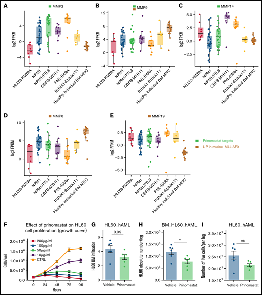 MMPs in human AML subtypes. (A-E) A total of 92 adult patients from the Beat-AML program27 were further categorized on the basis of leukemia-associated genetic driver lesions (red box: MLL-KMT2A subgroup, n = 8; blue box: NPM1-mutated subgroup, n = 32; green box: NPM1–FLT3-mutated subgroup, n = 23; purple box: CBFB-MYH11 subgroup, n = 11; orange box: PML-RARα subgroup, n = 12; yellow box: RUNX1-RUNX1T1 subgroup, n = 6). Transcriptomic data from BM-MNC of 20 healthy individuals (brown box) were selected from the same dataset and included in the analysis for comparison. MMPs’ gene expression levels (A-E) were represented by means of Log2 (FPKM) values. (F) Effect of prinomastat treatment on HL60 human AML cells growth in vitro. Data pooled from 3 independent experiments. (G) Frequency and (H) absolute number of HL60 AML cells and (I) number of overall live cells in the BM of vehicle- and prinomastat-treated NSG mice. Data are shown as mean ± SEM. *P < .05; ns, not significant. P values determined using Student t tests. BM-MNC, bone marrow mononuclear cells.