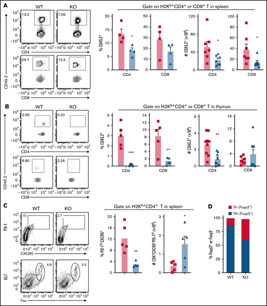 Loss of miR-31 attenuates alloreactive T-cell expansion and differentiation of effector T (Teff) cells during cGVHD development. (A-B) Splenocytes (CD45.2+) from WT or miR-31 KO B6 donors were injected together with WT T cell–depleted (TCD) BM (CD45.1+) into lethally irradiated BALB/c recipients. Frequencies of CD45.2+ cells in gated live donor H2Kb+ CD4 or CD8 T cells and their absolute numbers are shown in recipient spleens (A) and thymuses (B) on day 50. (C-F) In separate experiments, splenocytes and TCD BM cells from WT or miR-31 KO B6 mice were injected into lethally irradiated BALB/c mice. On day 50 to 60, representative flow figures of CXCR5+PD-1hi cells gated on live donor H2Kb+CD4+ cells (upper), germinal center (GC) B cells (Fas+GL7+) gated on H2Kb+B220+ cells, and frequency of CXCR5+PD-1hi cells in donor H2Kb+CD4+ cells and their numbers are shown (C). Percentages of follicular Treg (Tfr) (Foxp3+) and Tfh (Foxp3−) cells in gated H2Kb+ CD4+ CXCR5+ PD-1hi cells (D) and percentages of GC B cells in live H2Kb+ B cells and CD138+B220− plasma cells in live H2Kb+ cells (E) and their absolute numbers are displayed. Representative flow figures and bar graphs showing the frequencies and numbers of interferon-γ–positive (IFN-γ+), interleukin-17A–positive (IL-17A+), and tumor necrosis factor α (TNFα+) cells in gated live donor H2Kb+ CD4 T cells in recipient spleens are displayed (F). Data shown are from 1 representative of 3 individual experiments (n = 4-5 mice per group for each experiment). *P < .05, **P < .01, ***P < .001.