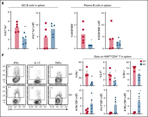 Loss of miR-31 attenuates alloreactive T-cell expansion and differentiation of effector T (Teff) cells during cGVHD development. (A-B) Splenocytes (CD45.2+) from WT or miR-31 KO B6 donors were injected together with WT T cell–depleted (TCD) BM (CD45.1+) into lethally irradiated BALB/c recipients. Frequencies of CD45.2+ cells in gated live donor H2Kb+ CD4 or CD8 T cells and their absolute numbers are shown in recipient spleens (A) and thymuses (B) on day 50. (C-F) In separate experiments, splenocytes and TCD BM cells from WT or miR-31 KO B6 mice were injected into lethally irradiated BALB/c mice. On day 50 to 60, representative flow figures of CXCR5+PD-1hi cells gated on live donor H2Kb+CD4+ cells (upper), germinal center (GC) B cells (Fas+GL7+) gated on H2Kb+B220+ cells, and frequency of CXCR5+PD-1hi cells in donor H2Kb+CD4+ cells and their numbers are shown (C). Percentages of follicular Treg (Tfr) (Foxp3+) and Tfh (Foxp3−) cells in gated H2Kb+ CD4+ CXCR5+ PD-1hi cells (D) and percentages of GC B cells in live H2Kb+ B cells and CD138+B220− plasma cells in live H2Kb+ cells (E) and their absolute numbers are displayed. Representative flow figures and bar graphs showing the frequencies and numbers of interferon-γ–positive (IFN-γ+), interleukin-17A–positive (IL-17A+), and tumor necrosis factor α (TNFα+) cells in gated live donor H2Kb+ CD4 T cells in recipient spleens are displayed (F). Data shown are from 1 representative of 3 individual experiments (n = 4-5 mice per group for each experiment). *P < .05, **P < .01, ***P < .001.
