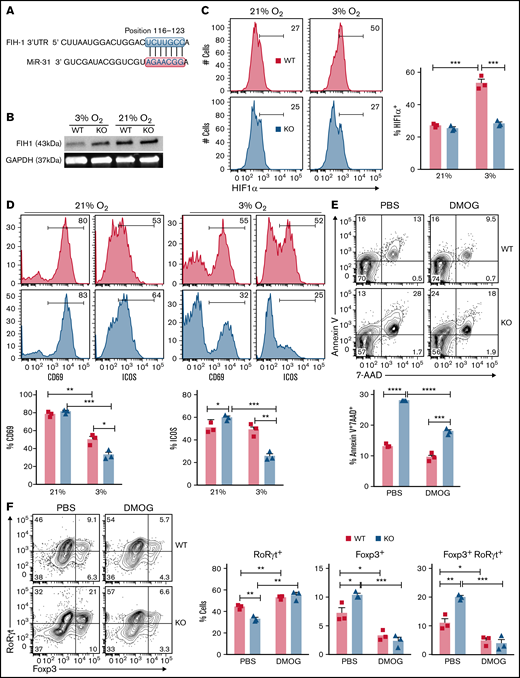 MiR-31 is critical for the activation, survival, and differentiation of CD4 T cells in a hypoxic environment via targeting FIH1. (A) A highly conserved binding site of miR-31 seed sequence in the 3′ untranslated region (UTR) of FIH1 was identified using the TargetScan Web site. (B-E) CD4+CD25− WT or KO cells were isolated and stimulated with plate-bound anti-CD3 (4 μg/mL) and soluble anti-CD28 (2 μg/mL) in 3% or 21% oxygen (O2) conditions. Three days later, expression of FIH1 protein was determined by western blot (B), and expression of HIF1α (C) and CD69 and ICOS (D) in gated live CD4 T cells was determined by flow cytometry. CD4+CD25− WT or KO cells were stimulated with anti-CD3/CD28 in 3% O2 with 0.1 mM dimethyloxallyl glycine (DMOG) dissolved in phosphate-buffered saline (PBS) or vehicle control. Frequency of annexin V+7AAD+ dead cells is shown in gated CD4 T cells on day 3 (E). (F) CD4+CD25− WT of KO cells were stimulated with anti-CD3/CD28 together with anti–IFN-γ (1 μg/mL), transforming growth factor β (2 ng/mL), and IL-6 (1 ng/mL) in 3% O2. Expression of RORγt and Foxp3 in gated live CD4 T cells was determined by flow cytometry on day 3. Data shown are from 1 representative of 3 individual experiments. *P < .05, **P < .01, ***P < .001, ****P < .0001. GAPDH, glyceraldehyde-3-phosphate dehydrogenase.