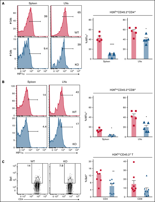 Deficiency of miR-31 reduces HIF1α activity and glucose metabolism in allogeneic T cells after BMT. Splenocytes (CD45.2+) from WT or miR-31 KO B6 mice were injected together with WT T cell–depleted (TCD) BM (CD45.1+) into lethally irradiated BALB/c mice. (A-B) Frequencies of HIF1α+ cells in gated live donor H2Kb+CD45.2+ CD4 (A) or CD8 (B) T cells in recipient spleens and skin-draining LNs are shown on day 50 to 60 post-BMT. Data shown are from 1 representative of 2 individual experiments. (C-D) Frequency of surface Glut1+ cells (C) and uptake of 2NBDG (D) in gated donor H2Kb+CD45.2+ CD4 or CD8 T cells are shown in recipient spleens. (E-F) CD4+CD25− WT or KO cells were stimulated with plate-bound anti-CD3 (4 μg/mL) and soluble anti-CD28 (2 μg/mL) in 3% O2 conditions. 2NBDG uptake in gated live CD4 T cells is shown on day 3 (E). In the same experimental setting, these activated CD4 T cells were subjected to Seahorse assay, and extracellular acidification rate (ECAR) was measured under basal conditions and after injection of 3 pharmacologic compounds: glucose (10 mM), oligomycin (1 μM), and 2-DG (100 mM). The diagram of ECAR and glycolysis calculated as increased ECAR after glucose injection are shown (F). *P < .05, **P < .01, ****P < .0001.