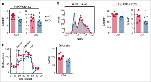 Deficiency of miR-31 reduces HIF1α activity and glucose metabolism in allogeneic T cells after BMT. Splenocytes (CD45.2+) from WT or miR-31 KO B6 mice were injected together with WT T cell–depleted (TCD) BM (CD45.1+) into lethally irradiated BALB/c mice. (A-B) Frequencies of HIF1α+ cells in gated live donor H2Kb+CD45.2+ CD4 (A) or CD8 (B) T cells in recipient spleens and skin-draining LNs are shown on day 50 to 60 post-BMT. Data shown are from 1 representative of 2 individual experiments. (C-D) Frequency of surface Glut1+ cells (C) and uptake of 2NBDG (D) in gated donor H2Kb+CD45.2+ CD4 or CD8 T cells are shown in recipient spleens. (E-F) CD4+CD25− WT or KO cells were stimulated with plate-bound anti-CD3 (4 μg/mL) and soluble anti-CD28 (2 μg/mL) in 3% O2 conditions. 2NBDG uptake in gated live CD4 T cells is shown on day 3 (E). In the same experimental setting, these activated CD4 T cells were subjected to Seahorse assay, and extracellular acidification rate (ECAR) was measured under basal conditions and after injection of 3 pharmacologic compounds: glucose (10 mM), oligomycin (1 μM), and 2-DG (100 mM). The diagram of ECAR and glycolysis calculated as increased ECAR after glucose injection are shown (F). *P < .05, **P < .01, ****P < .0001.