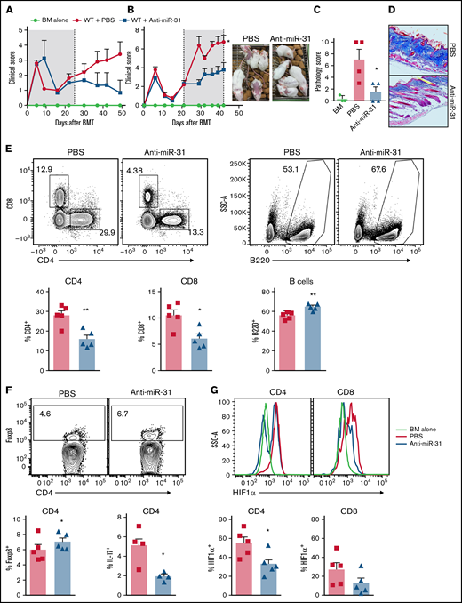 Blocking miR-31 alleviates cGVHD. (A-B) BALB/c mice were lethally irradiated and transferred with 5 × 106 T cell–depleted (TCD) BM plus 5 × 106 splenocytes from B10.D2 mice. Recipient mice were treated with anti–miR-31 starting on day 0 (A) or day 21 (B) after BMT. The clinical scores with macroscopic photos are shown on day 40 after BMT. (C-D) Cutaneous pathologic scores (C) and collagen deposition in skin evaluated with Masson’s trichrome stain (D) are shown on day 50. (E-G) In the experiments where anti–miR-31 treatment started at day 21, frequencies of CD4+, CD8+, and B220+ in gated donor Ly9.1− cells (E), Foxp3+ in gated donor Ly9.1− CD4 T cells (F), and HIF1α+ cells in gated donor Ly9.1− CD4 or CD8 T cells (G) are shown in recipient spleens on day 50. In the experiments where anti–miR-31 treatment started at day 0, frequency of IL-17+ in gated donor Ly9.1− CD4 T cells is shown in recipient skin-draining LNs on day 50 (F). *P < .05, **P < .01. PBS, phosphate-buffered saline; SSC, side scatter.