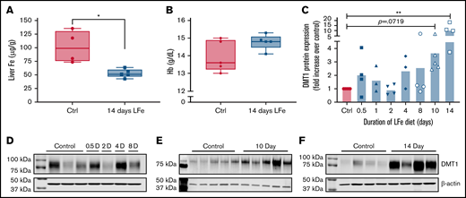 DMT1 protein expression is strongly induced in male mice by dietary iron deprivation for 14 days. Eight-week-old mice were fed a control diet (50 ppm iron) or a low-iron diet (2-6 ppm iron) for 0.5, 1, 2, 4, 8, 10, or 14 days (n = 5 for each diet at each time point). Upon sacrifice, BBMVs were isolated from duodenal scrapes, liver was collected for nonheme iron analysis, and blood was collected for Hb measurement. Liver nonheme iron content was lower after 14 days of dietary iron deprivation (A) (*P < .05; Student’s t test), but blood Hb levels were unaffected (B) (Student’s t test). Western blot analysis of proteins from duodenal BBMV preps was also undertaken. Quantification of data from multiple experiments showed that DMT1 was most strongly and reproducibly induced by 14 days of low-iron feeding (C) (n = 3-6 per group). Data were analyzed by Kruskal-Wallis 1-way ANOVA followed by Dunn’s multiple comparison test (**P < .01). Also shown are representative time course DMT1 western blots of duodenal proteins isolated from control and iron-deprived mice (D-F). Each lane of the western blot represents 1 mouse. β-actin was used as a loading control (shown below each DMT1 blot).