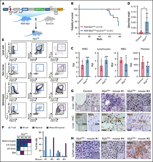 Myb overexpression enables the formation of B-cell and myeloid neoplasms in vivo. (A) Schematic representation of R26-Myb mice that allow Cre-dependent conditional expression of a bicistronic transgene transcript, encoding for Myb and the eGFP/Luciferase reporter, from the Rosa26 promoter. Breeding scheme to obtain R26-Mybtg/tg;VaviCretg/+ (MybVav) mice with hematopoietic-specific overexpression of Myb. R26, Rosa26; IRES, independent ribosomal entry site; eGFP, enhanced green fluorescent protein; PKG, phosphoglycerate kinase 1; NeoR, neomycin resistance gene. (B) Kaplan Meier survival curve of Cre-negative control (R26-Mybtg/tg) vs MybVav mice. A log-rank Mantel-Cox test showed that survival of MybVav mice was significantly lower. *P = .0302. (C) Peripheral blood values of Mybvav mice and nonrecombined controls. WBC, white blood cells; RBC, red blood cells. An unpaired t-test indicated that there was no significant difference between tumor-carrying Mybvav mice and nonrecombined controls. (D) Graph depicting the spleen-to-body weight ratio of Mybvav mice that developed neoplasm and age-matched Cre-negative littermate control mice. *P = .0450. (E) Flow cytometry analysis of 4 MybVav tumors. Single live cells were analyzed for the T-cell marker Thy1.1 (CD90), B-cell markers B220 and CD19, and myeloid markers Gr-1 and Cd11b. FSC-A, forward scatter area. (F) Left: heatmap summarizing flow data of tumor samples, including BM, LN, and spleen, from 4 Mybvav mice. Right: Graph depicting the percentage of T cells, B cells, or myeloid cells from panel E, which were pregated for single live cells. (G,H) Hematoxylin and eosin (H&E) staining or representative immunohistochemistry (IHC) for the proliferation marker KI67 or MYB on paraffin sections of Mybvav liver (G) and LN (H) tumors and of an aged-matched Cre-negative littermate control. Scale bar: 25 µm. Scale bar inset: 50 µm.