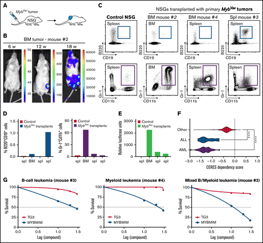 Transplantation and therapeutic targeting of the transcriptional activity of Myb. (A) Scheme of primary transplantation of MybVav tumor cells into immunocompromised nonobese diabetic/severely compromised immunodeficiency γ (NSG) mice. (B) Bioluminescence of a primary BM tumor sample from Mybvav mouse #2 that was transplanted in an NSG mouse. Bioluminescence was measured over time. (C) Flow cytometry analysis of myeloid (Gr-1+Cd11b+) and B cells (B220+CD19+) of a control NSG and NSGs that were transplanted primary Mybvav tumor cells. (D) Graphs showing the percentage of B cells or myeloid cells which were pregated for single live cells. (E) Luciferase assay on Mybvav transplants. (F) Violin plots showing CERES cell dependency scores for MYB from AML (n = 20), ALL (n = 10), and 772 other cancer cell lines which were taken from DepMap (https://depmap.org/portal/). CERES is a computational method that estimates gene dependency based on data from CRISPR-Cas9 screens. A CERES score of 0 indicates that MYB is not essential, while a lower score indicates a higher likelihood that MYB is essential in a given cell line. MYB, AML, and ALL cell lines had a significantly lower CERES score than other cell lines. ****P < .0001. (G) Graphs depicting the survival of myeloid, B-cell, and mixed MybVav hematopoietic malignancies, which were treated for 48 hours with increasing concentrations of either MYBMIM or TG3.