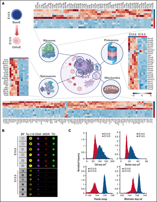 Proteomic analyses highlight a significant loss of organelle protein components as primitive BasoEs at E10.5 transition into OrthoEs at E12.5. (A) Erythroid precursors were isolated from the bloodstream of murine embryos at E10.5 and E12.5 and analyzed by LC-MS/MS proteomics. A widespread loss of organelle protein components, especially in mitochondria, ribosomes, and spliceosome and proteasome components, occurs during terminal erythroid maturation (further detailed view of these pathways is provided in supplemental Figures 3-8). (B) Representative imaging flow cytometric images of E10.5 and E12.5 primitive erythroblasts stained with the erythroid marker Ter119, the DNA stain Hoechst 33342, the mitochondrial stain MitoTracker Deep Red (MtDR), and the RNA stain thiazole orange (TO). (C) Histogram plots of cell and nuclear areas (upper panels) and RNA and mitochondrial signal intensity distributions of 13 064 E10.5 and 10 648 E12.5 erythroid precursors. BF, brightfield.