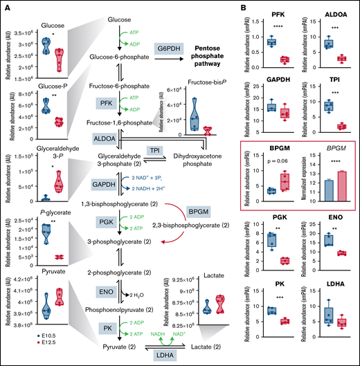 Glycolysis is differentially regulated between E10.5 and E12.5 erythroid precursors. (A-B) Relative levels of metabolites (A) and proteins (B) involved in glycolysis are shown. Metabolites are graphed as violin plots, proteins as box-whisker plots, and RNA transcripts as bar plots. *P < .05, **P < .01, ***P < .001, ****P < .0001. ALDOA, aldolase A; AU, arbitrary unit; BPGM, bisphosphoglycerate mutase; emPAI, exponentially modified protein abundance index; ENO, enolase; GAPDH, glyceraldehyde-3-phosphate dehydrogenase; LDHA, lactate dehydrogenase-A; PFK, phosphofructokinase; PGK, phosphoglycerate kinase; PK, pyruvate kinase; TPI, triose phosphate isomerase.