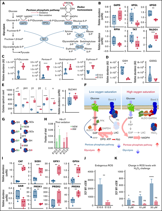 The PPP is differentially regulated between E10.5 and E12.5 erythroid precursors. (A) Pathway map of the interplay between glycolysis and the PPP is shown. (B) Relative abundance of PPP enzymes between E10.5 and E12.5 populations. (C-D) Relative abundance of PPP metabolites (C) and reduced (GSH) and oxidized (GSSG) glutathione (D) in E10.5 and E12.5 populations. (E) Increased expression of hemoglobin (Hb) chains and band 3 (or solute carrier protein 4A1-SLC4A1). (F) These proteins are involved in the phenomenon of oxygen-dependent metabolic modulation, which regulates metabolic fluxes through glycolysis and the PPP as a function of Hb oxygenation status and competitive binding of deoxyhemoglobin and glycolytic enzymes for the N-terminus cytosolic domain of SLC4A1 band 3.59,73,74 (G-I) Switch-tag proteomic approach (G) revealed differing cysteine oxidation status (H) in the 2 cell populations; these differences were accompanied by altered expression levels of many redox enzymes (I), including CAT, superoxide dismutase 1 (SOD1), glutathione peroxidase 1 (GPX1) and GPX4, glutathione reductase (GSR), and peroxiredoxin 1 (PRDX1), PRDX2, and PRDX6. Metabolites are graphed as violin plots and proteins as box-whisker plots. (J-K) Levels of ROS in E10.5 or E12.5 cells endogenously after collection (J) or after exogenous challenge (K) with 3, 10, or 30 μM H2O2. *P < .05, **P < .01, ***P < .001, ****P < .0001. ALDO, aldolase; ATP, adenosine triphosphate; AU, arbitrary unit; DPG, diphosphoglycerate; DTT, dithiothreitol; emPAI, exponentially modified protein abundance index; FBP, fructose-1,6-bisphosphate; GAPDH, glyceraldehyde-3-phosphate dehydrogenase; G3P, glyceraldehyde 3-phosphate; IAM, iodoacetamide; LAC, lactate; MFI, mean fluorescence intensity; NADP, NAD phosphate; NADPH, reduced NADP; NEM, N-ethylmaleimide; ns, not significant; PFK, phosphofructokinase; PPP, Pentose phosphate pathway; 6PGD, 6-phosphogluconate dehydrogenase; 6PGL, 6-phosphogluconolactonase; RPE, ribulose-phosphate 3-epimerase; RPI, ribose-5-phosphate isomerase; RPIA, ribose-5-phosphate isomerase A; SEM, standard error of the mean; TALDO, transaldolase; TKT, transketolase.