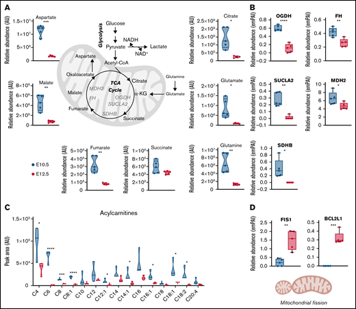 Mitochondrial metabolism decreases in primitive OrthoEs, in line with an increased mitophagy signature. (A-C) Decreased TCA cycle carboxylic acids and amino acids (A) and proteins (B), along with depleted levels of fatty acid oxidation intermediates acylcarnitines (C), are shown. (D) Despite decreases in all mitochondrial enzymes and metabolites, OrthoE cells were characterized by higher levels of mitochondrial fission and antiapoptotic pathways FIS1 and BCL2L1. *P < .05, **P < .01, ***P < .001, ****P < .0001. AU, arbitrary unit; FH, fumarate hydratase; MDH, malate dehydrogenase; NADH, reduced NAD with hydrogen; OGDH, oxoglutarate dehydrogenase; SDHB, succinate dehydrogenase B; SUCLA, succinyl-CoA ligase.