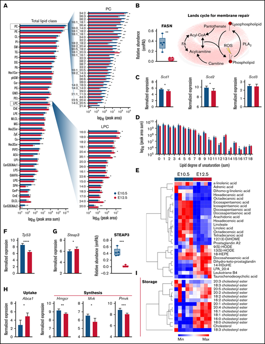 Lipidomic analysis of primitive erythroid precursors at E10.5 and E12.5 of gestation. (A) Peak areas for detected lipids were summed according to head groups and classes plotted as horizontal bar plots according to log10 (peak area sum). Top significant lipids from phophatidylcholines (PCs) and lysophosphatidylcholines (LPCs) are highlighted. (B) Relative protein levels for fatty acid (FA) synthase (FASN) along with an illustration of the Lands cycle are shown. (C) Relative transcript levels for steayl-CoA desaturase 1 (SCD1), SCD2, and SCD3 are plotted. (D) Peak areas for lipids were consolidated by the cumulative degree of unsaturation in acylchains and plotted as bar graphs. (E) Heat map depicting z score normalized values for FAs and oxylipins. (F-G) Transcript levels of Tp53 (F) and STEAP3 (G) along with protein levels are shown. (I) Transcript levels for cholesterol pathway proteins (ABCA1), HMG-CoA reductase (Hmgcr), mevalonate kinase (Mvk), and phosphomevalonate kinase (Pvmk) are shown. (J) Heat map depicting z score normalized values for cholesteryl esters. *P < .05, **P < .01, ***P < .001, ****P < .0001.