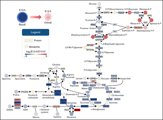 Summary of metabolic and protein changes in central carbon metabolism in primitive BasoEs at E10.5 vs primitive OrthoEs at E12.5 of mouse gestation. Proteins are indicated by rectangles, and metabolites are indicated by circles. The filled color of each is proportional to the log2(fold change) at E12.5 with respect to E10.5 level, where blue to red represents a log2(fold change) of −5 to 5, respectively. Gene symbols are provided for each protein. ALDO, aldolase; BPGM, bisphosphoglycerate mutase; ENO, enolase; FH, fumarate hydratase; GAPDH, glyceraldehyde-3-phosphate dehydrogenase; GSH, reduced glutathione; GSSG, oxidized glutathione; LDHA, lactate dehydrogenase-A; OGDH, oxoglutarate dehydrogenase; PFKL, phosphofructokinase, liver type; PGD, phosphogluconate dehydrogenase; RPE, ribulose-phosphate 3-epimerase; RPIA, ribose-5-phosphate isomerase A; SDH, succinate dehydrogenase; TALDO, transaldolase; TKT, transketolase.