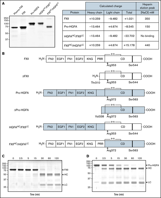 Recombinant FXII, Pro-HGFA, and heavy chain/light chain chimeras. (A) Nonreducing sodium dodecyl sulfate–polyacrylamide gel electrophoresis of purified plasma-derived FXII and recombinant wild-type FXII (FXII), wild-type Pro-HGFA, and chimeras HGFAHC/FXIILC and FXIIHC/HGFALC (2 μg per lane). Positions of molecular mass standards in kilodaltons are shown to the left of the image. The table on the right shows predicted net charges on the proteins, with separately determined total, heavy chain, and light chain values. The right column of the table indicates the NaCl concentration (mM) required to elute each protein off of a heparin-sepharose column. (B) Schematic diagrams of the structures of the proteins shown in panel A. FXII domains are indicated in white, and Pro-HGFA domains in gray. The noncatalytic domains of FXII are FN2, EGF1, FN1, EGF2, and KNG domains and a PRR. Pro-HGFA is organized similarly except that it does not have a PRR, and the corresponding sequence has not been assigned a name. Positions of FXII and Pro-HGFA active site serine residues (Ser544 and Ser563, respectively) are indicated by black bars, and sites for proteolytic needed activation (after Arg353 and Arg372, respectively) are indicated by black arrows. Also shown are the truncated forms ΔFXII and ΔPro-HGFA. ΔFXII is formed by cleavage of FXII after residue 309, while cleavage of Pro-HGFA after Arg337 forms ΔPro-HGFA. (C-D) Time courses of recombinant FXII (200 nM) incubated with poly-P (70 μM) (C) and Pro-HGFA incubated with thrombin (26 nM) and dextran sulfate (10 μg/mL) (D). Positions of standards for zymogen (Z) FXII and Pro-HGFA and the heavy and light chains of FXIIa and HGFA are indicated at the right of each image. Positions of molecular mass standards in kilodaltons are shown to the left of the images.