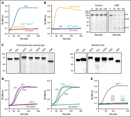 Autoactivation. (A) FXII (blue), Pro-HGFA (red), HGFAHC/FXIILC (orange), and FXIIHC/HGFALC (light blue), each 200 nM, were incubated with S-2302/S-2366 (200 μM, as described in Methods) and poly-P (70 μM). (B) Same as in panel A, except that poly-P has been replaced with 130 nM of PEI. At the right of the panel are time courses of HGFAHC/FXIILC (200 nM) incubated without (control) or with (+) 130 nM of PEI size fractionated by reducing sodium dodecyl sulfate–polyacrylamide gel electrophoresis (SDS-PAGE; 12% polyacrylamide). Positions of standards for zymogen (Z) HGFAHC/FXIILC and the heavy and light chains of HGFAHC/FXIIaLC are indicated at the right of the image. Positions of molecular mass standards in kilodaltons are shown to the left. (C) Nonreducing GelCode Blue–stained SDS-PAGE (2 μg per lane) and western blot (200 ng per lane) of purified FXII molecules containing Pro-HGFA substitutions for individual heavy chain domain (HCD; FXII-HCD chimeras). The western blot was developed with horseradish peroxidase–conjugated polyclonal goat anti-human FXII IgG. (D-E) Two hundred nanomolar FXII (blue), FXII-FN2 (purple), FXII-EGF1 (brown), FXII-FN1 (magenta), FXIII-EGF2 (gray), FXII-KNG (light green), or FXII-PRR (green) were incubated with S-2302 (200 μM) and poly-P (70 μM) (D) or PEI (130 nM) (E). Reactions without surface are indicated by the dashed lines. For panels A, B, D, and E, changes in optical density (OD) of 405 nm were continuously monitored on a spectrophotometer.